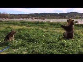Just a Brown Bear spraying a Dog with a Hose
