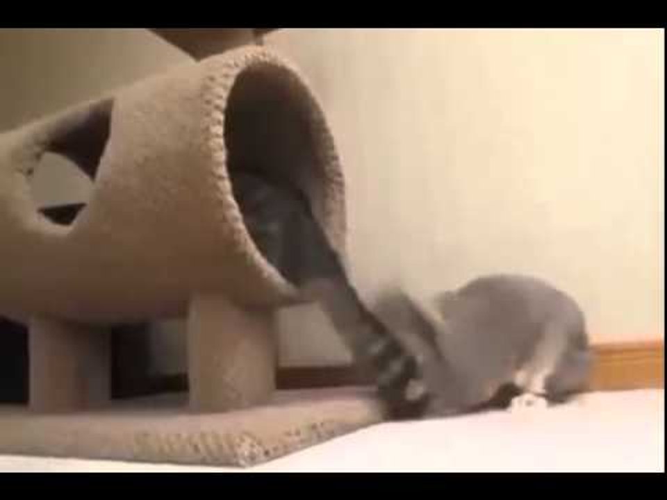 Cat’s tail may be so annoying!
