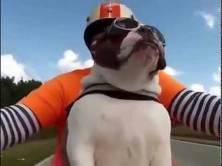 Bulldog Sees A Biker Wave At Us And She Waves Back