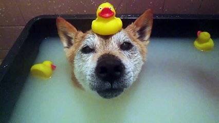 Ce chien âgé prend un bain afin de soulager ses muscles douloureux.