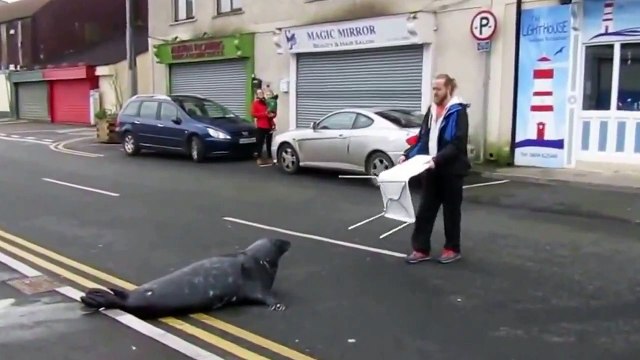 В Ирландии тюлень Сэмми ходит поесть в рыбный ресторан через дорогу