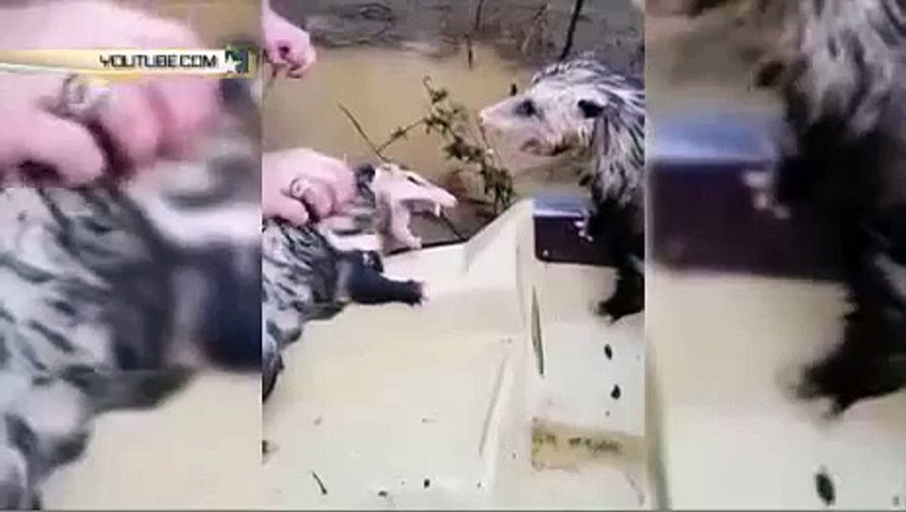 Дед Мазай по-американски спас опоссумов от наводнения