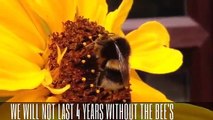 BEES ARE DYING IN THEIR MILLIONS WORLDWIDE