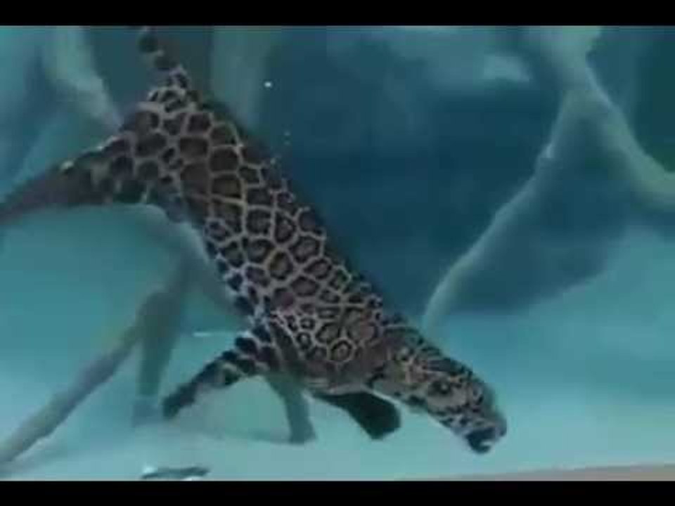 Jaguar underwater