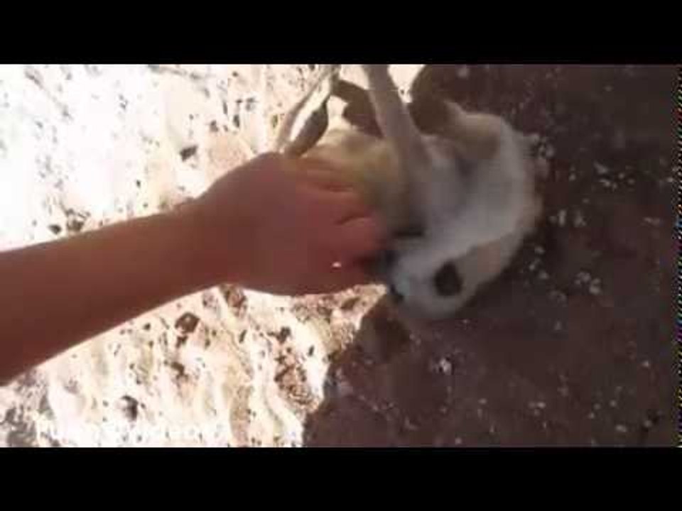 Warning! Cute animal video of the day !