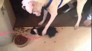 Tiny dog defends his food bowl from hungry pit bull!
