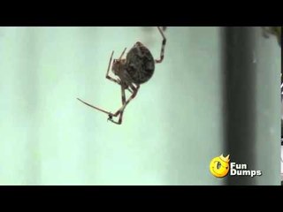 Here's the Proof  Even spiders hate spiders!