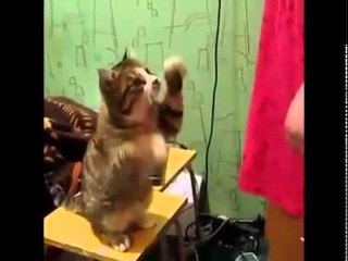 Cat Demands Petting