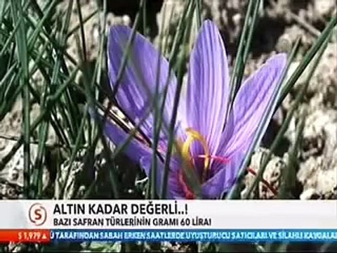 Safranın faydaları nelerdir-safran fiyatları-safran nerelerde kullanılır neye iyi gelir