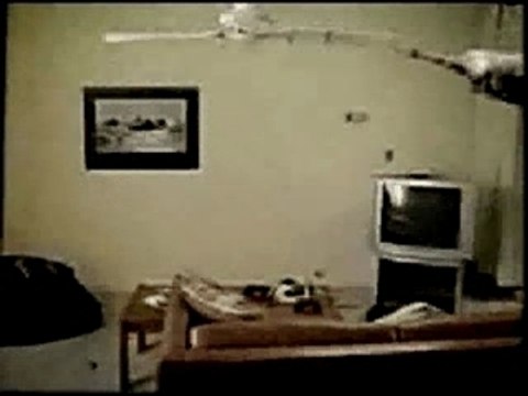 Cat gets caught in the ceiling fan nokia video
