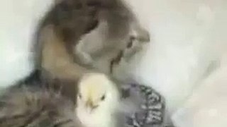 Chick and Kitten Friendship