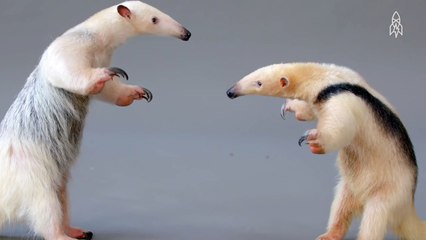 The Tough-Skinned Tamandua Is Hard as Nails
