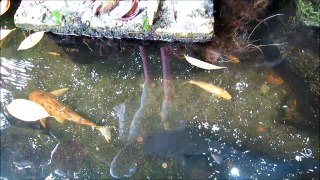 Temple Fish Pond - The Narrows 1