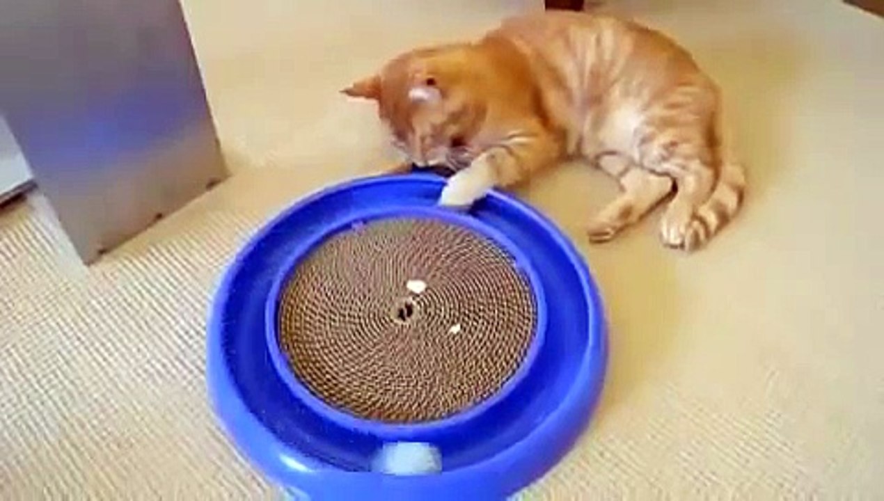 Самая офигенная кошачья игрушка