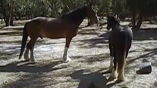 Cub and Jango meet for the first time