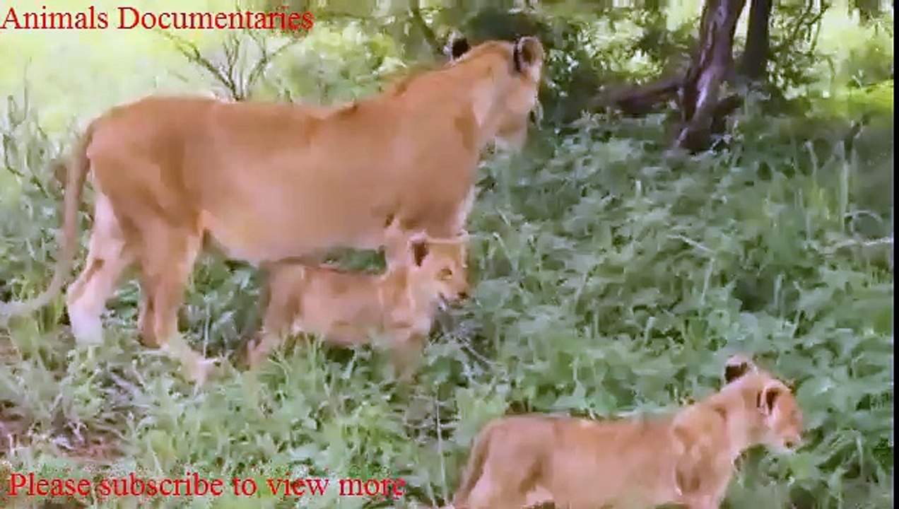 A Lion day at Inyati Game Lodge