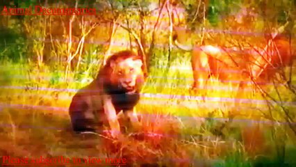 Eagle Vs  Deer,   Lion Vs  Fox,    Lion Vs Lion,   Animal Documentary Video !
