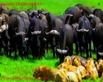 Group of Buffalo Vs Lion _ Lion attacks _  Buffalos fights _ Animal Compilation Video ! Highlights of the day at Inyati Game Lodge