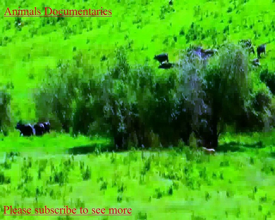 Lion Vs Buffelow l Buffelow Vs Lion l Attacks l  Documentary Videos 01