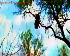 Lion vs Hyena   Hyena vs Lion Fight   Crazy Animals Attack   Rhino vs Elephant Real Duel Animal DOCU Lion Vs Buffelow l Buffelow Vs Lion l Attacks l Animal Documentary Video !