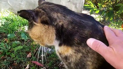 ねこ発電だ！ To generate electricity by using the cat.