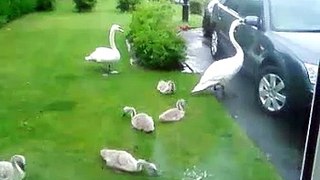the swans
