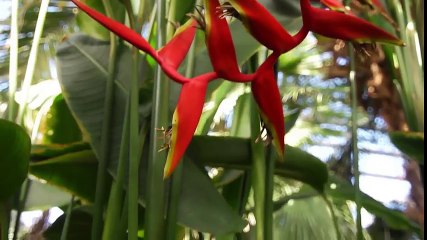 Garden to Table ~ Sizzlin Celebrations