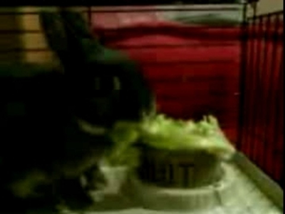 Pimousse qui mange de la salade