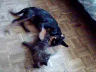 Pitbull vs rotweiler combat juska la mort