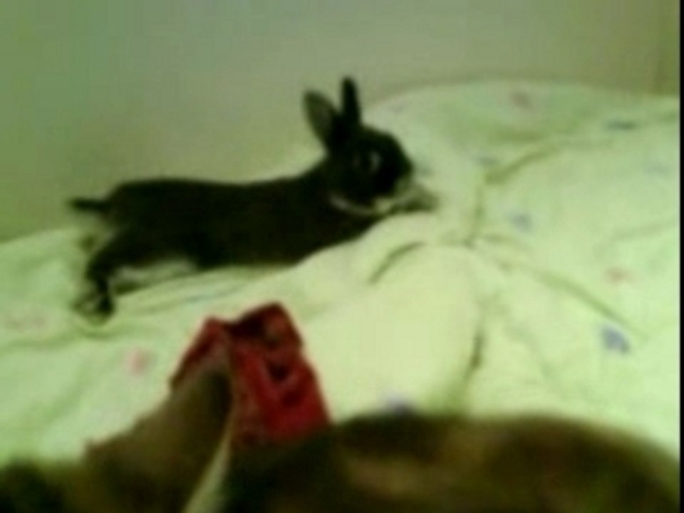 Pimousse embete ramses.