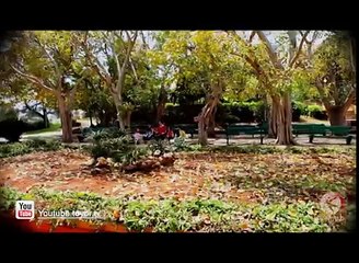 كواليس العصفورة - النسخة الرسمية