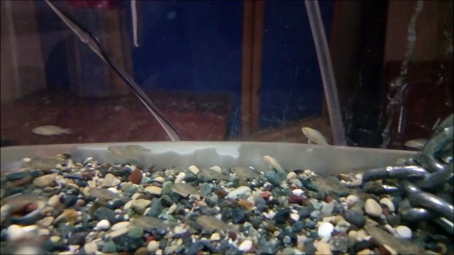 15 Günlük Yunus Ciklet Yavruları