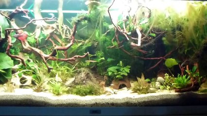 one eyed astro with betta (oscar, Astronotus ocellatus)