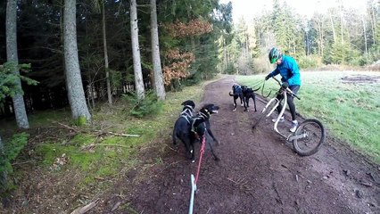 Entrainement en 2 chiens - Saulcy/Meurthe - Vosges
