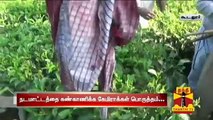 Tea Estate Worker Mauled to Death by Tiger near Ooty - Thanthi TV