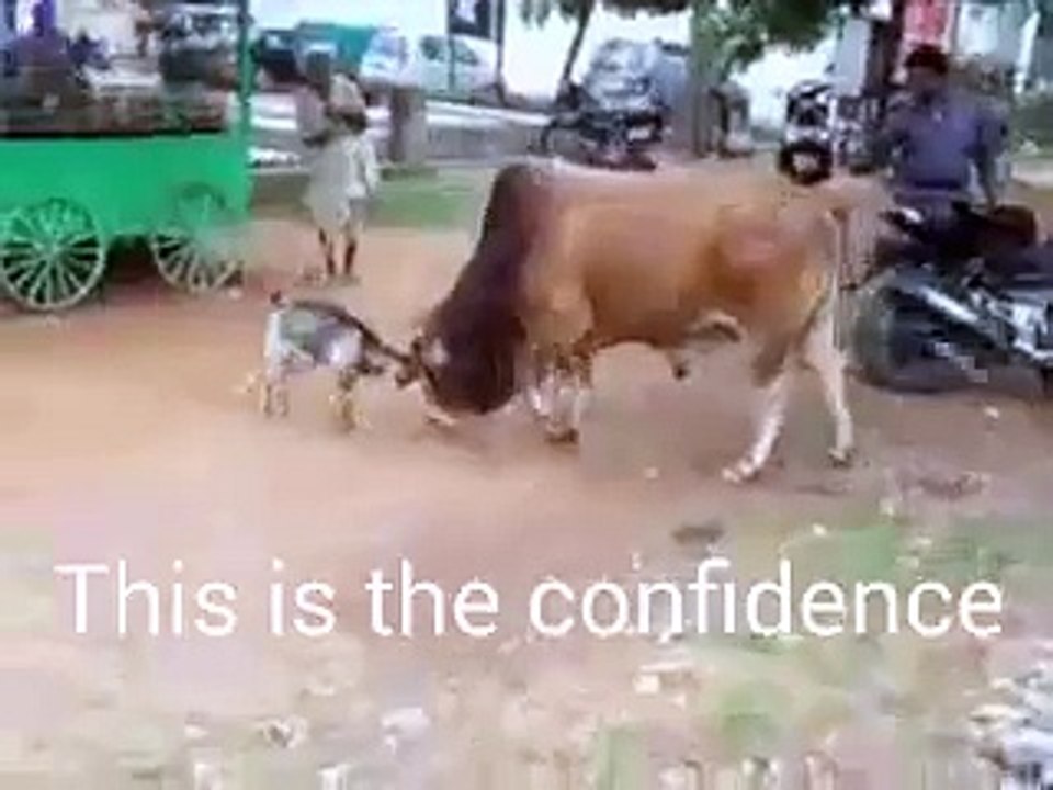 goat & buffelo fight