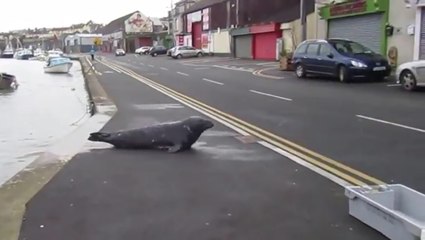 Sammy The Seal daily visiting a restaurant in Dublin