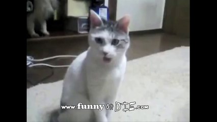 OMG Bieber vs. OMG Cat