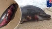Whales and dolphin found dead, washed ashore in Australia