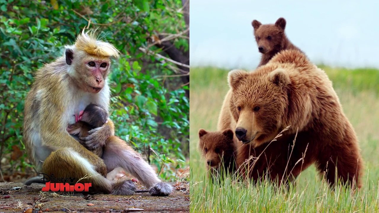 Cest Bungallucinant ! - Le Singe & LOurs