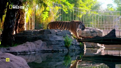 National Geographic - Big Cat Games (2016)