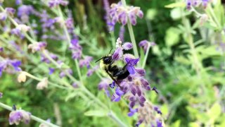 Nice Flower Bumblebee, High Five!
