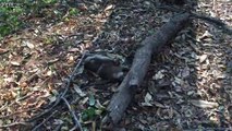 A baby monkey mourns the tragic loss of his mother