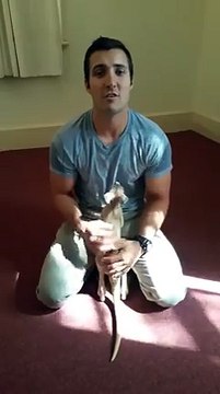 Un policier australien a adopté un bébé kangourou orphelin. Trop mignon