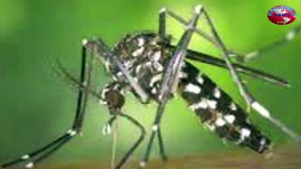 Mosquitoes' Rapid Spread Poses Threat Beyond Zika