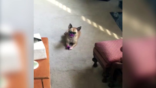 Ce chien a bouffer un tube de rouge à lèvres.. Ah t'es beau maintenant