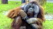 Un orang-outan mâche un chewing-gum et fait des bulles