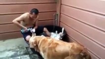 Dog Loves taking a Bath