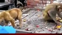 Viral Video of a Monkey Annoying a Dog -  Animals Videos