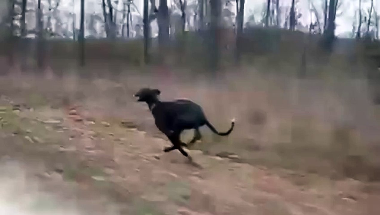 Great Dane Reaches Speeds of 30mph!